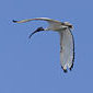 Heiliger Ibis