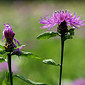 Wiesenflockenblume