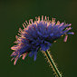 Acker-Witwenblume
