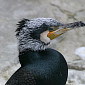 Kormoran
