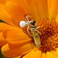 Ver&auml;nderliche Krabbenspinne