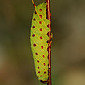 Pappelschw&auml;rmer