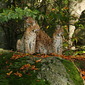 Luchs
