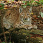 Luchs (Jungtier)