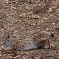 Luchs