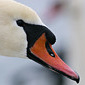 H&ouml;ckerschwan