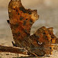 C-Falter