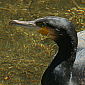 Kormoran