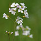 Wiesenschaumkraut