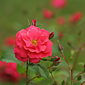 Rose Bad Birnbach