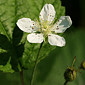 Brombeere