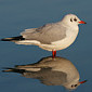Lachm&ouml;we