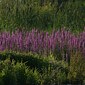 Blutweiderich