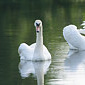 H&ouml;ckerschwan