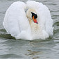 H&ouml;ckerschwan