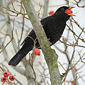 Amsel