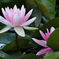 Seerose