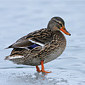 Stockente