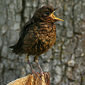 Amsel