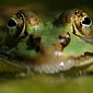 Teichfrosch