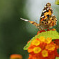 Schmetterlinge Tagfalter