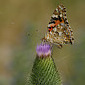 Distelfalter