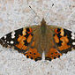 Distelfalter