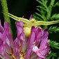 Ver&auml;nderliche Krabbenspinne
