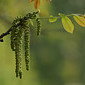 Walnussbl&uuml;te