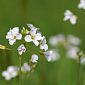 Wiesenschaumkraut