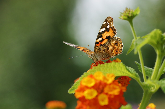 Distelfalter, Vanessa cardui (LINNAEUS, 1758)