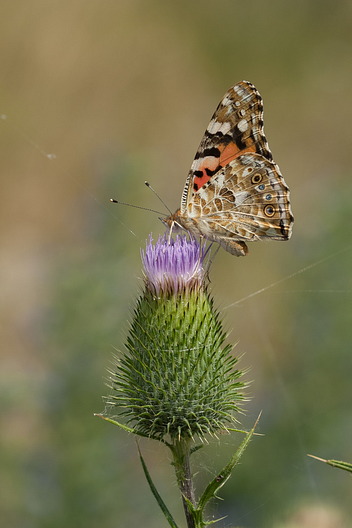 Distelfalter