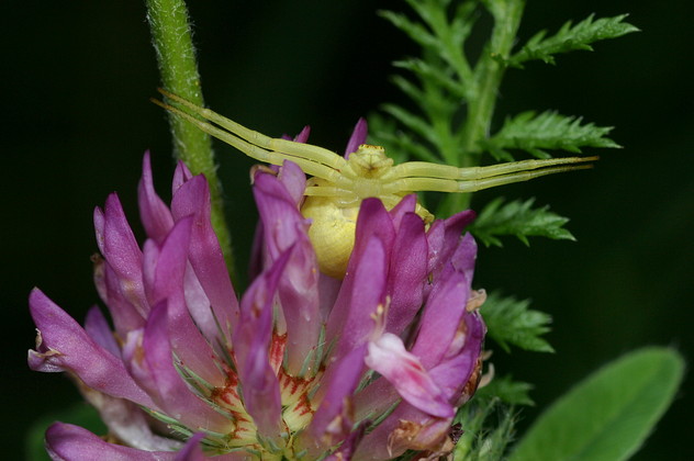 Veränderliche Krabbenspinne
