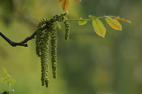 Walnussblüte