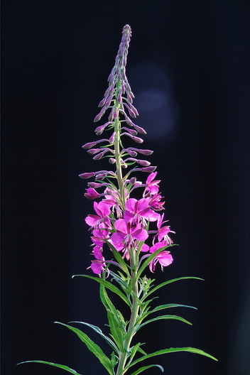 Waldweidenröschen / Schmalblättriges Weidenröschen, Epilobium angustifolium (LINNAEUS)