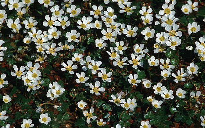 Wasserhahnenfuß, Ranunculus spec.