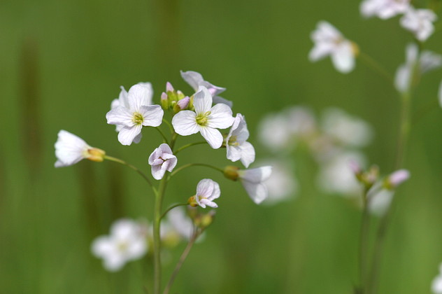 Wiesenschaumkraut