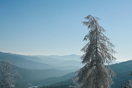 Bayerischer Wald