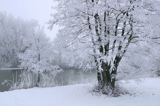 Schwarzerlen im Winter, Alnus glutinosa (L. GAETNER)