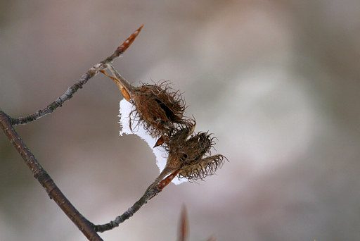 Fruchtstand Rotbuche