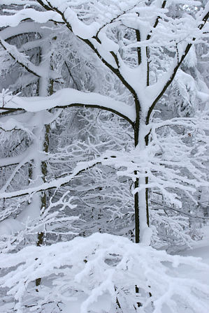 Laubbaum im Schnee