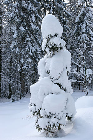 Verschneite Bergfichte