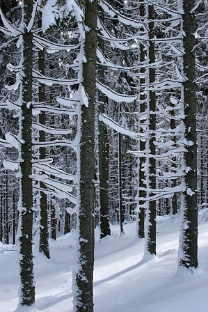 Winter im Bergwald