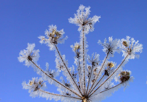 Winterliche Dolde