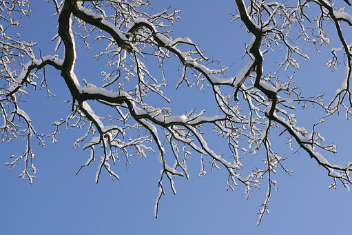 Äste mit  Schnee