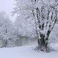 Schwarzerlen im Winter