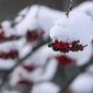Fruchtstand des Schneeballs im Winter