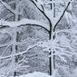 Laubbaum im Schnee