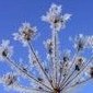 Winterliche Dolde