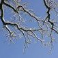 &Auml;ste mit  Schnee